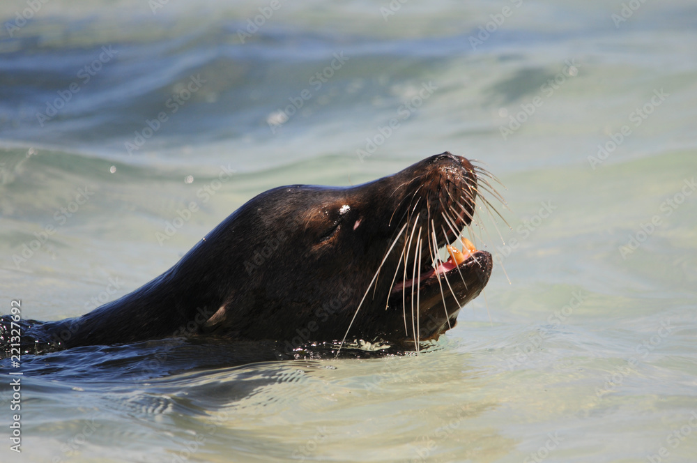 Obraz premium Galapagos Seelöwe