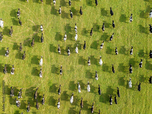Aerial drone view, a herd of cows grazing in meadows near the river.