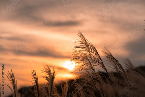 Reed grass fields with mountain on background at sunset