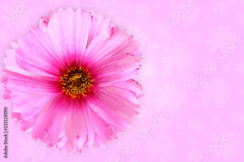 pink flower texture background for peace meditation spa health freedom nature concept background