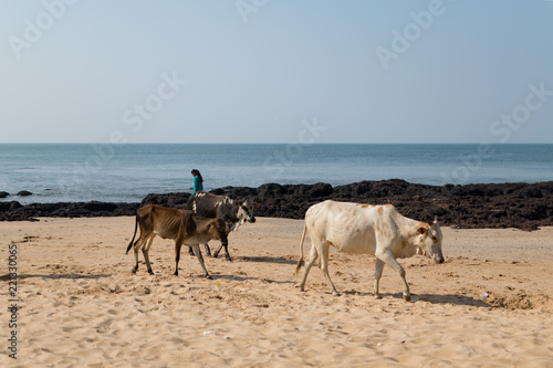 Cows roaming around at a beach in Goa 