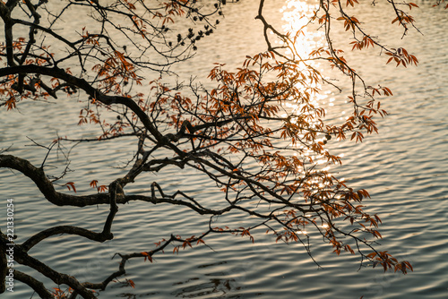 Young red Buds on the branches at the lake