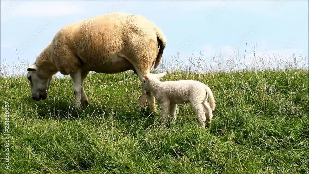 two white lambs with ewe on meadow
two white lambs with ewe on meadow