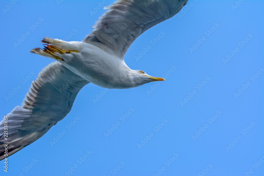 Single seagull flying in a sky as a background Single seagull flying in a sky as a background