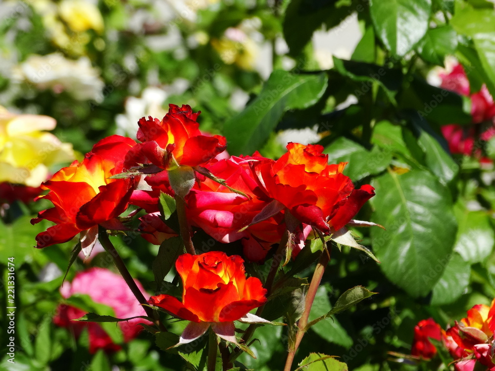 Bushes of multi-colored roses