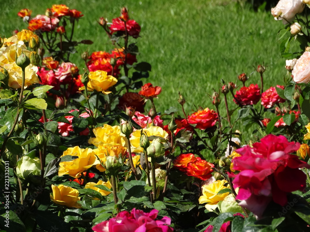 Bushes of multi-colored roses