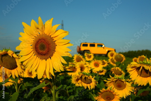 sunflowers on a background of yellow car