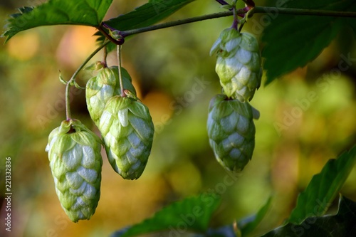 Сones of hops on a branch on the background of the garden close-up.