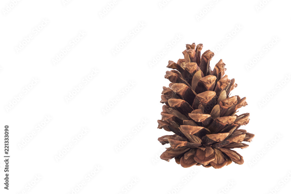 Single brown pine cone isolated on white background.space for your text. Single brown pine cone isolated on white background.space for your text.