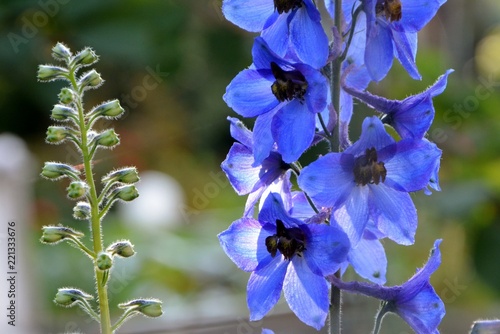 Fototapeta The flowers of the blue delphinium shine in the sun in the garden close-up