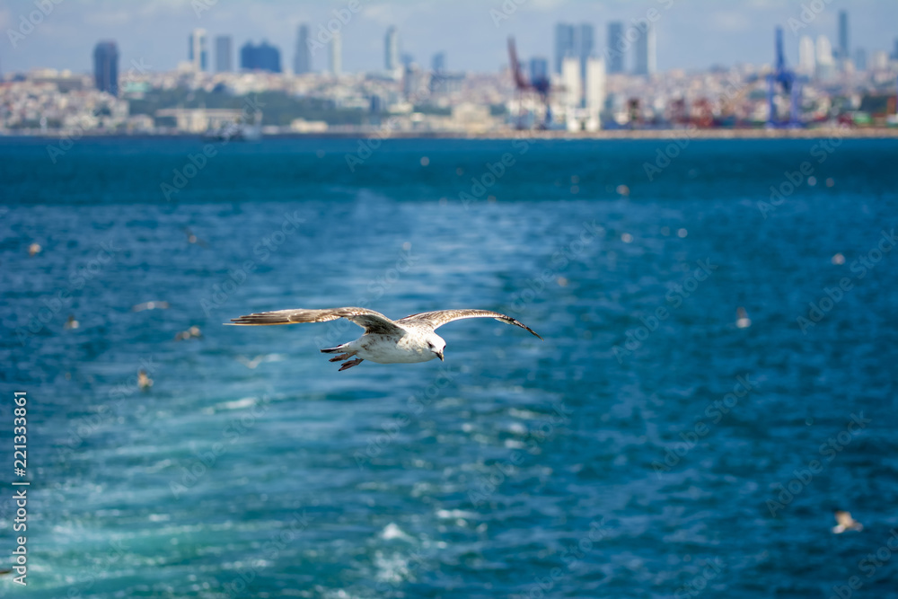 Naklejka premium Single seagull flying in a sky as a background