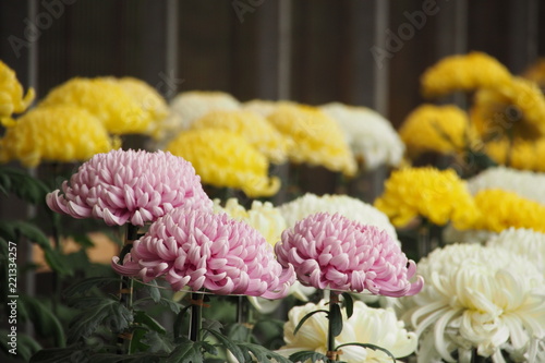 菊花