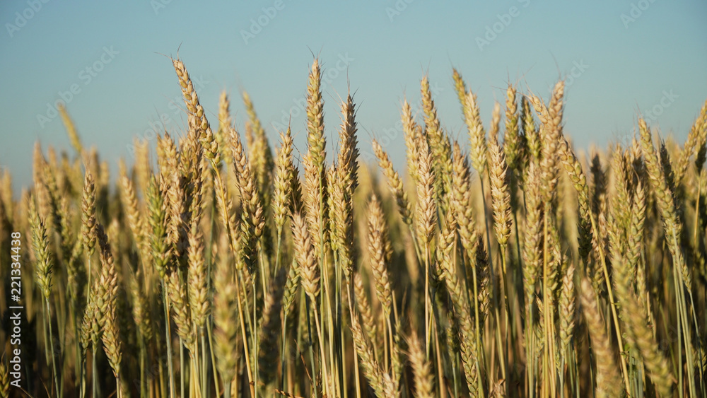 Ears of golden wheat. golden ripe ears of wheat in field. Wheat in warm sunlight Ears of golden wheat. golden ripe ears of wheat in field. Wheat in warm sunlight