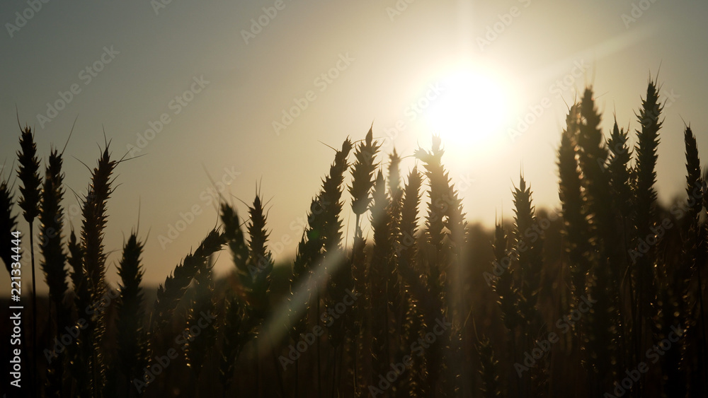 Ears of golden wheat. golden ripe ears of wheat in field. Wheat in warm sunlight Ears of golden wheat. golden ripe ears of wheat in field. Wheat in warm sunlight