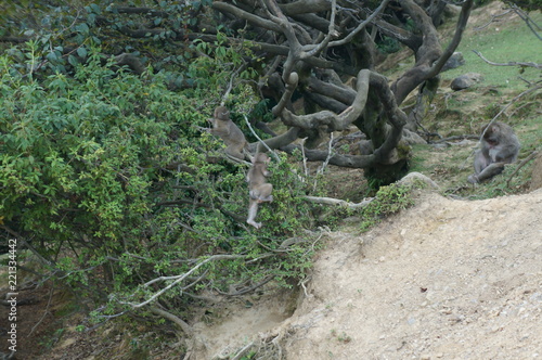 Iwatayama Monkey Park: Affen turnen im Baum