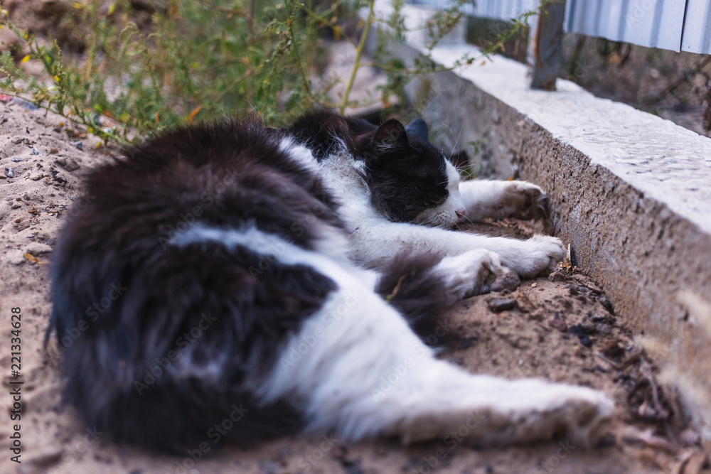 Fototapeta premium Beautiful black and white cat lie on the ground