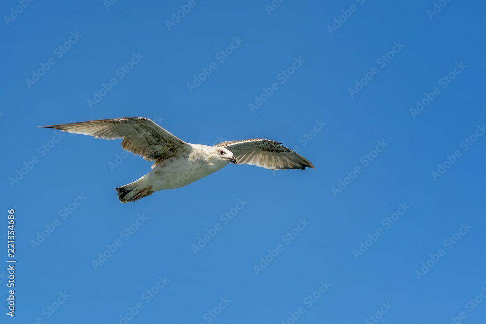 Single seagull flying in a sky as a background Single seagull flying in a sky as a background