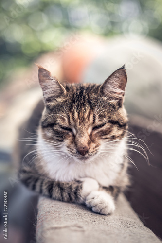 Portrait of a beautiful cute red cat