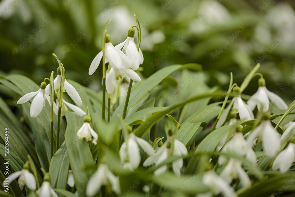 Obraz premium Schneeglöckchen