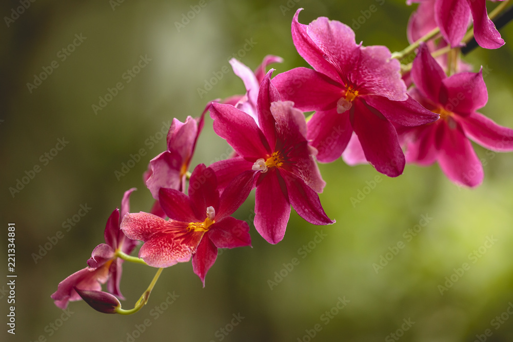 Orchideen Orchideen