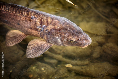 Besuch aus dem Fischteich