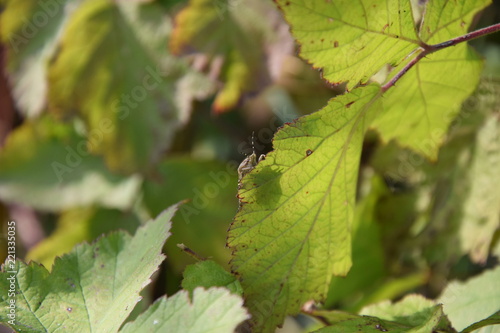Ein kleiner Käfer schaut unter einem Blatt hervor. Er ist gut versteckt und der Umgebung angepasst.