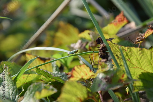 Ein kleiner, junger, Grashüpfer sitzt auf einem Halm. Die Farben spiegeln den endenden Sommer wieder.