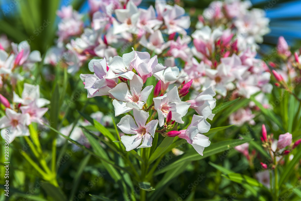 Obraz premium Кипр / Cyprus