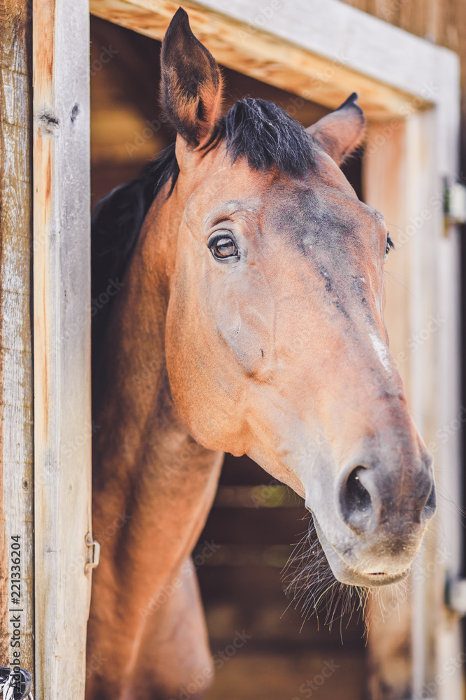 Fototapeta premium Brown horse looking out of his stable