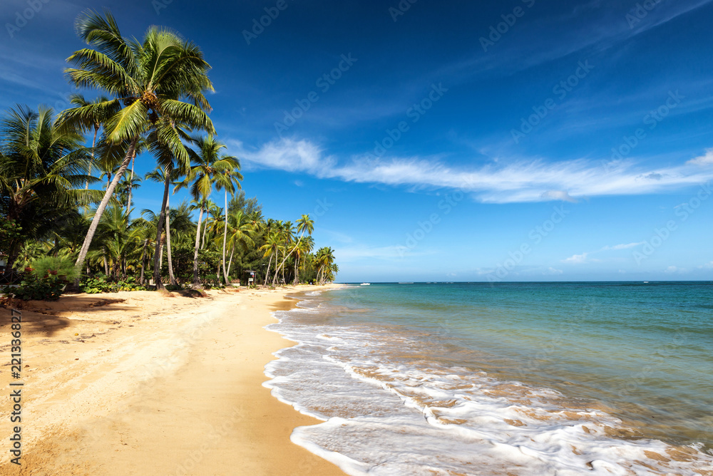 tropical beach with palms and sand