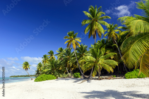 tropical beach with palms