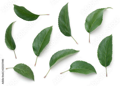 Apple Leaves Isolated on White Background