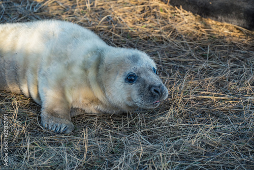 Grey Seals & Pups © simon
