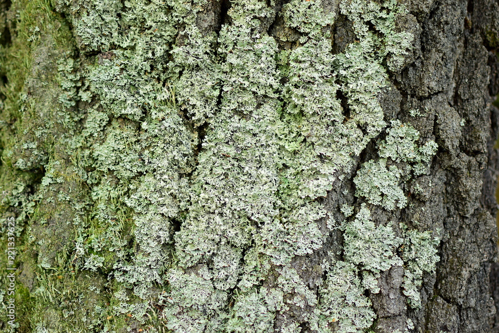 moss on a tree trunk, bark detail moss on a tree trunk, bark detail