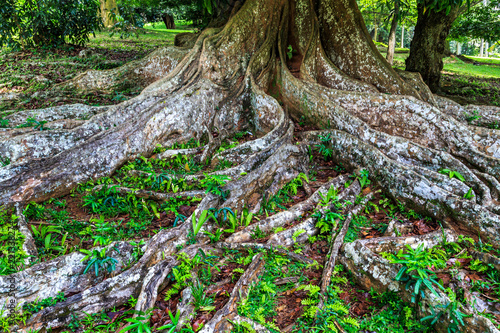 Roots of a big holy Bodhi tree in a park in Sri Lanka