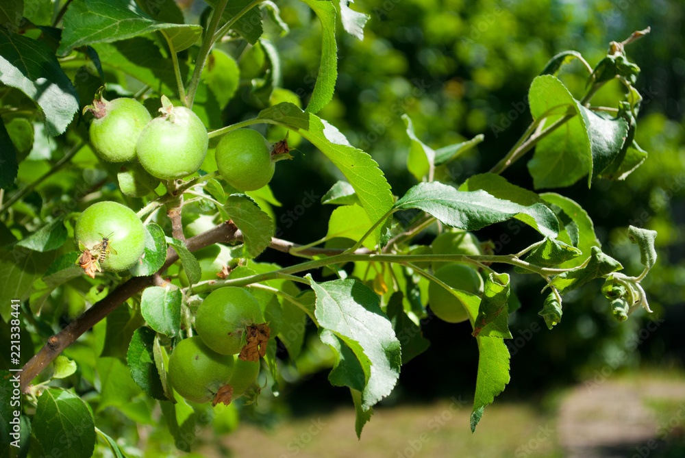 Small green unripe apples on a branch of an apple tree. Foliage tree spring garden, on a background of lawn with grass, sunny day giving a harvest