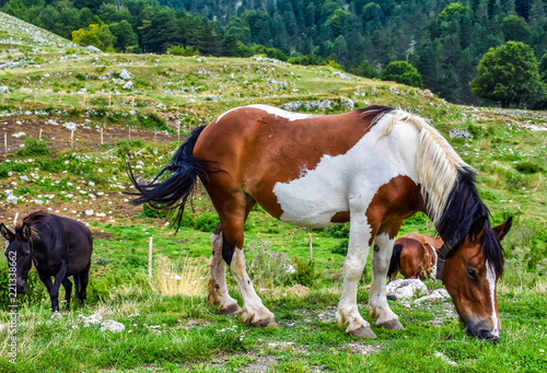 pinto horse graze on the mountain