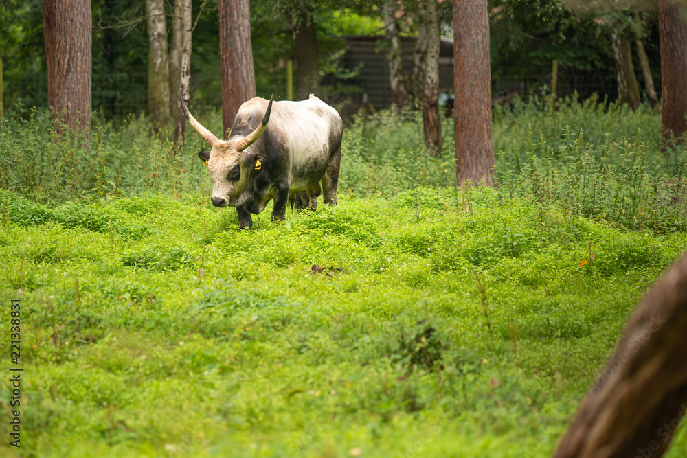 Wilder Bulle auf Wiese