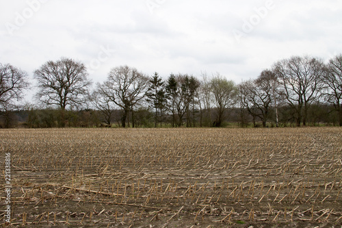 blick auf ein abgemähtes mais feld fotografiert während eines spaziergangs in der natur norddeutschlands mit weitwinkelobjektiv