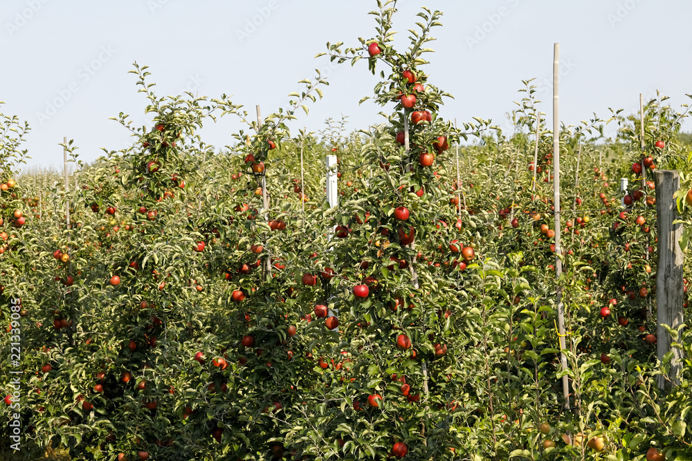 Apple trees as seen before harvest