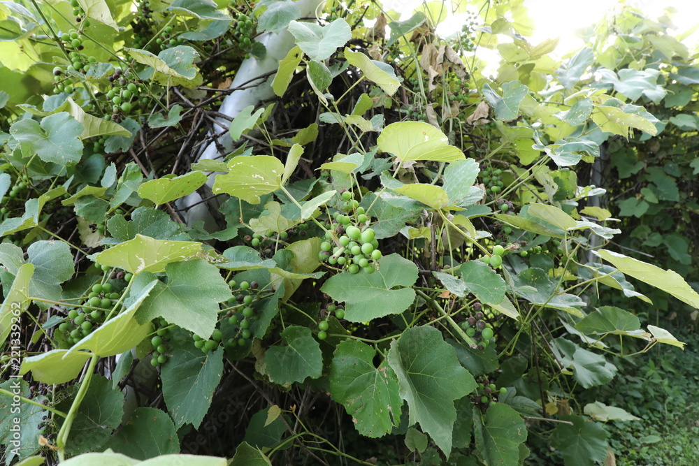 green grapes and plants in the garden green grapes and plants in the garden