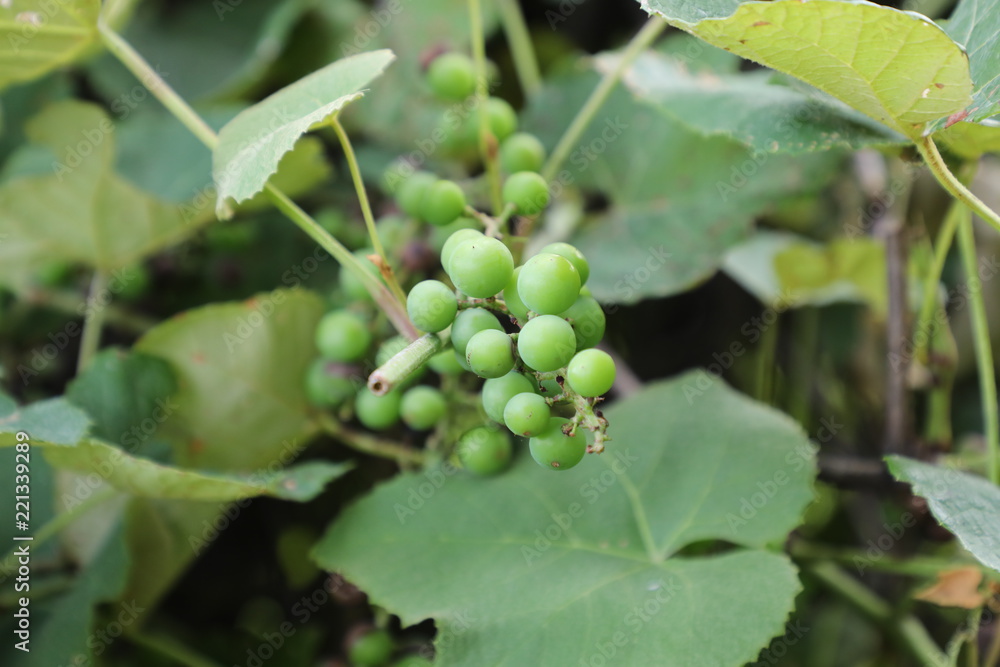 green grapes on the vine green grapes on the vine