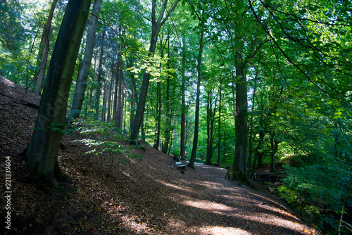 Fototapeta Naklejka Na Ścianę i Meble -  Teutoburger Wald in Ostwestfalen
