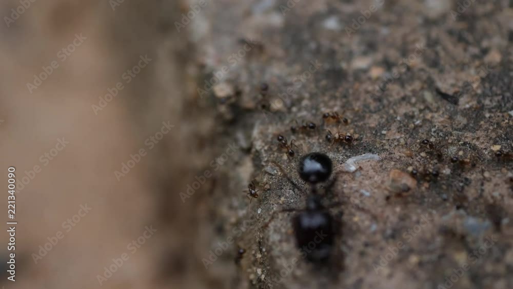 Black House Ant teamwork walking work in the nature Black House Ant teamwork walking work in the nature