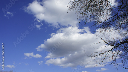 clouds in tree