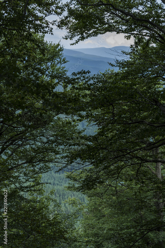 The view on the hill through window formed by branch of trees in the forest. The view on the hill through window formed by branch of trees in the forest.