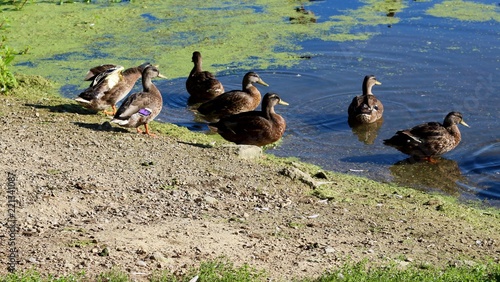 Photography The gathering ducks on the shore of the lake.