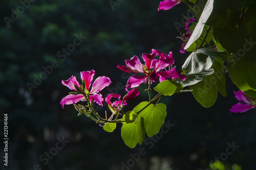 pink flower in a dark background