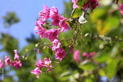pink flowers 