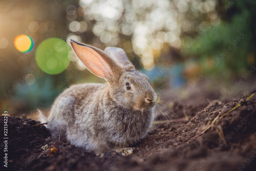 Fototapeta premium Rabbit hare on backdrop of garden. Sun light.